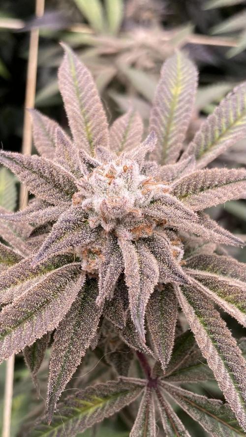 Pink Runtz x Hollywood Clones (Cookies). Week 9