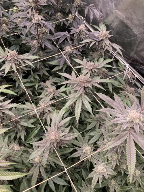 Pink Runtz x Hollywood Clones (Cookies). Week 9