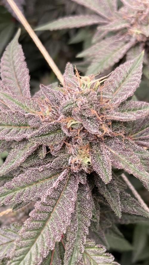 Pink Runtz x Hollywood Clones (Cookies). Week 9