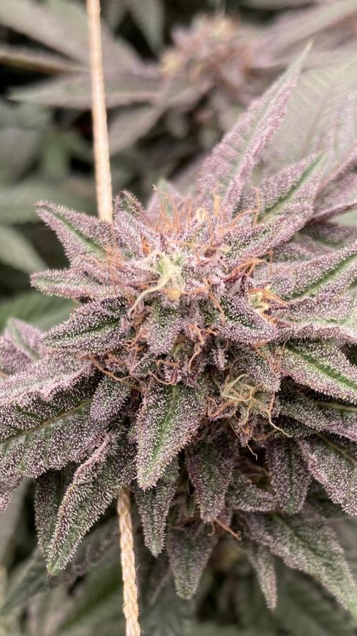 Pink Runtz x Hollywood Clones (Cookies). Week 9