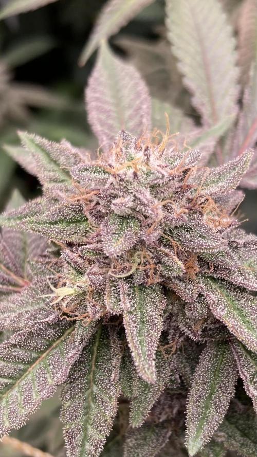 Pink Runtz x Hollywood Clones (Cookies). Week 9