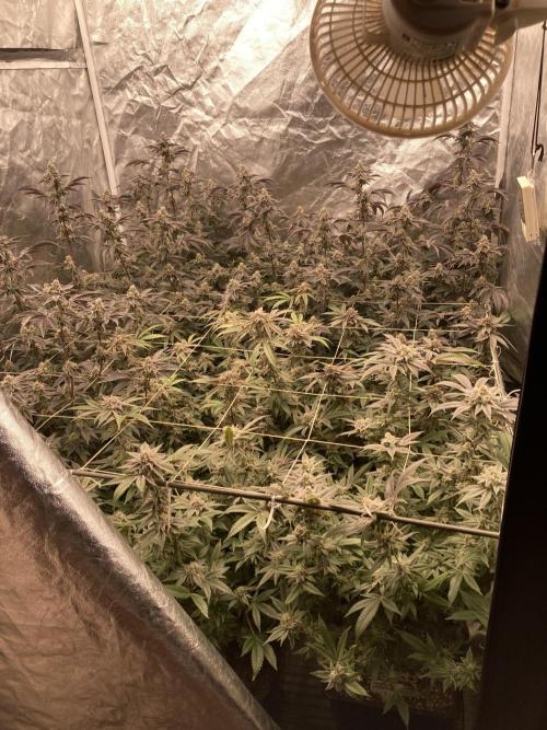 Pink Runtz x Hollywood Clones (Cookies). Week 9