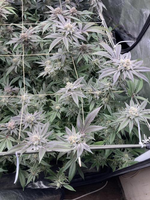 Glazed Pastries Clones (In House Gen). Week 9