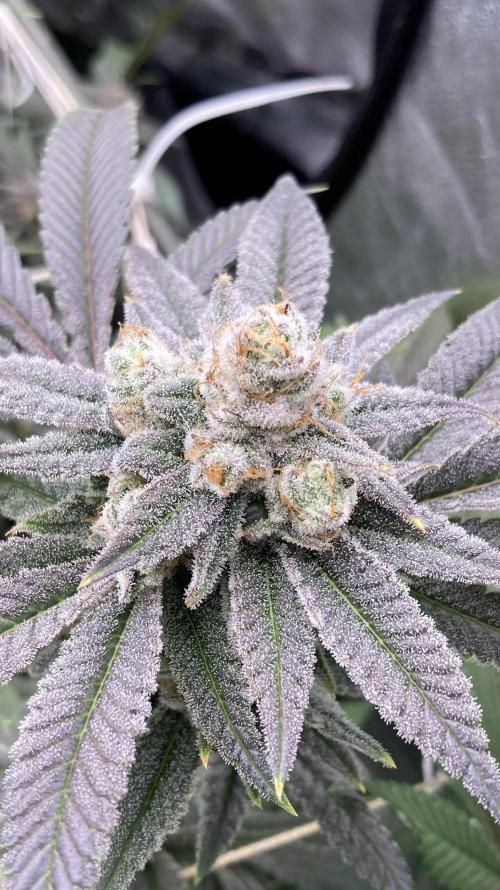 Glazed Pastries Clones (In House Gen). Week 9