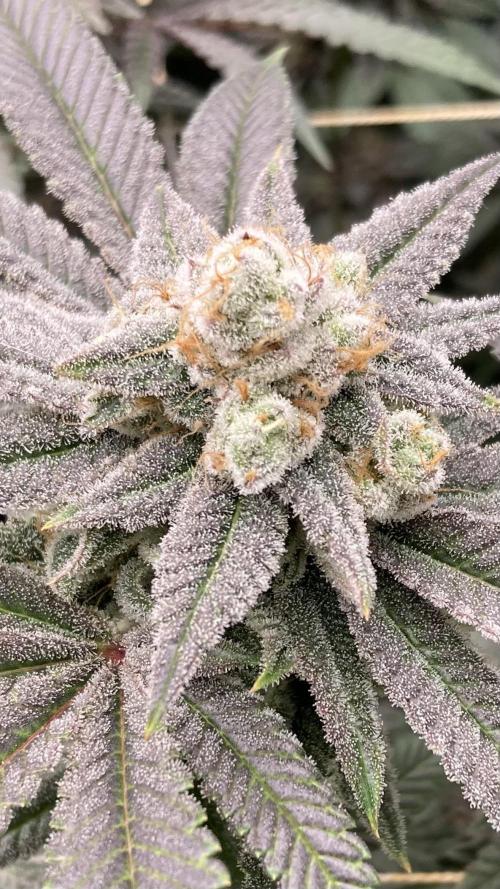 Glazed Pastries Clones (In House Gen). Week 9