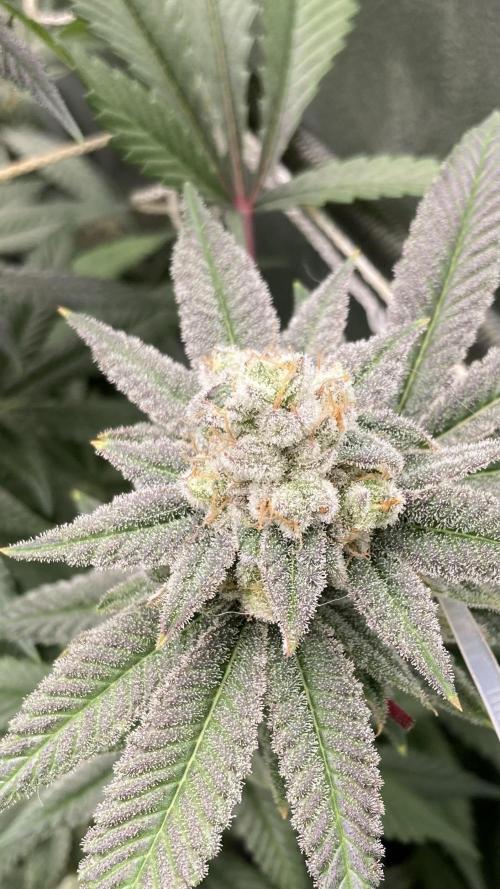 Glazed Pastries Clones (In House Gen). Week 9