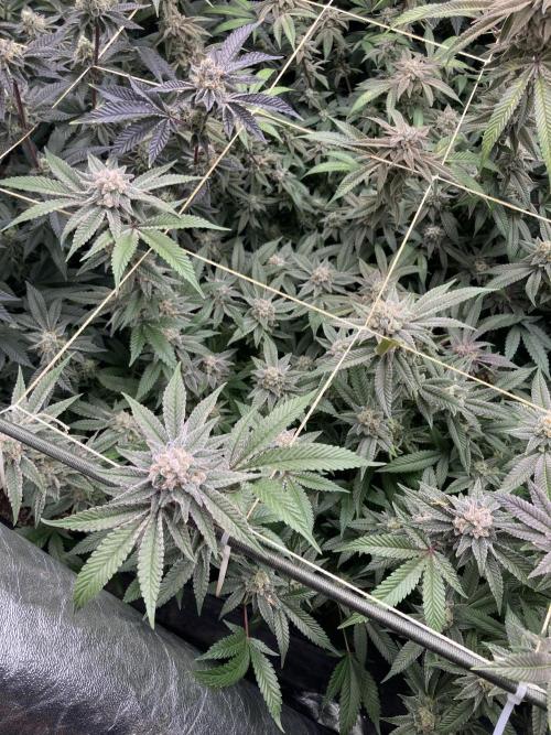 Glazed Pastries Clones (In House Gen). Week 9