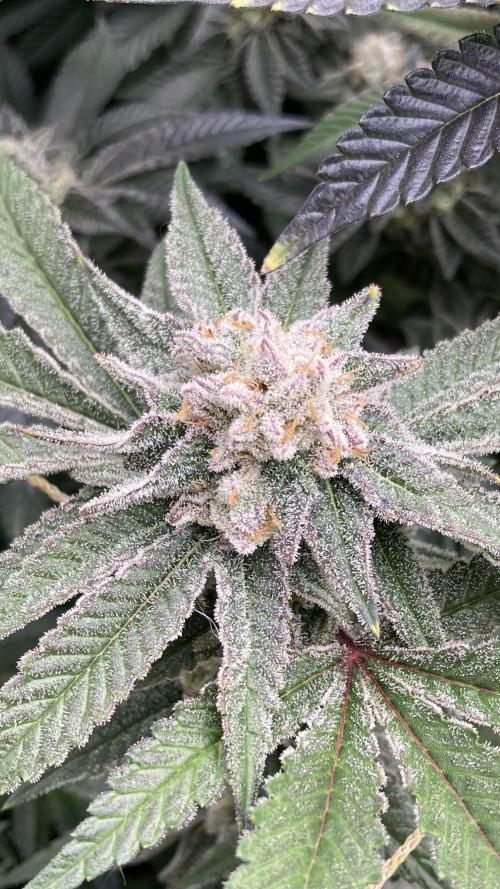 Glazed Pastries Clones (In House Gen). Week 9