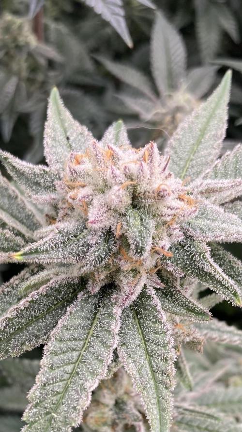 Glazed Pastries Clones (In House Gen). Week 9