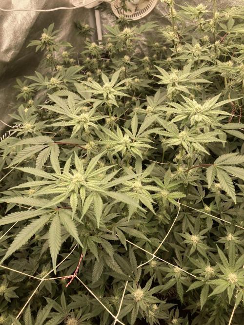 Gas Cream Runtz (LIT FARMS). Week 10