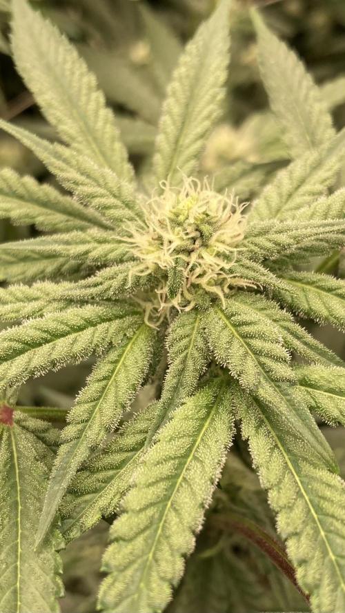 Gas Cream Runtz (LIT FARMS). Week 10