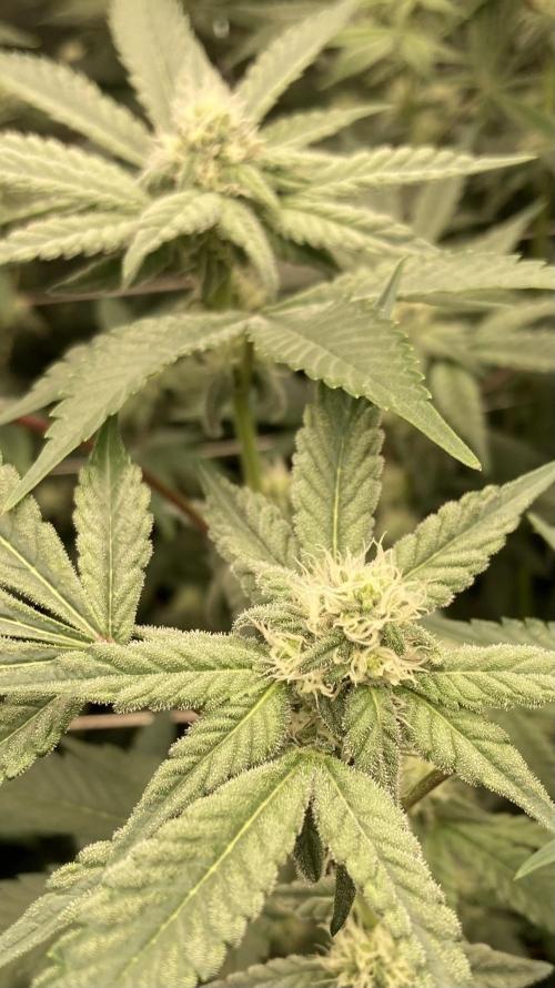 Gas Cream Runtz (LIT FARMS). Week 10