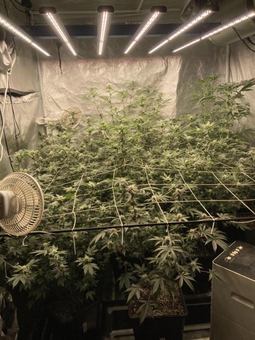 Gas Cream Runtz (LIT FARMS). Week 10