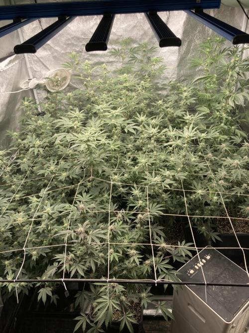 Platinum IX (In House Genetics). Week 10