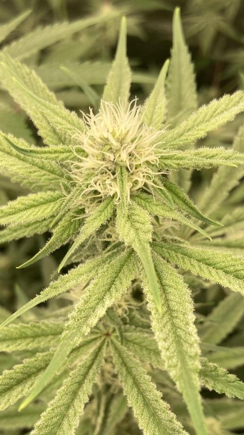 Platinum IX (In House Genetics). Week 10