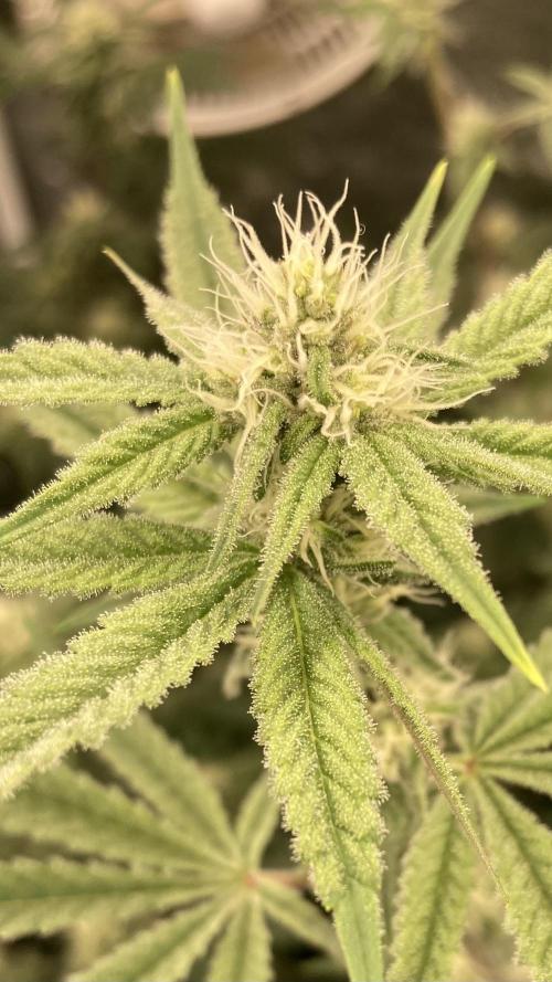 Platinum IX (In House Genetics). Week 10