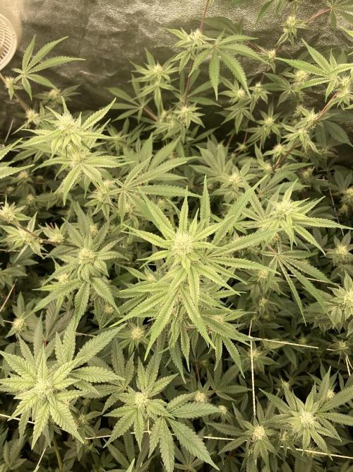 Platinum IX (In House Genetics). Week 10