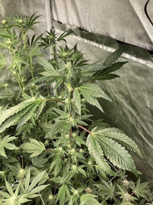 Chrome Dome (Compound Genetics). Week 10