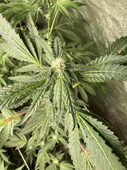 Chrome Dome (Compound Genetics). Week 10