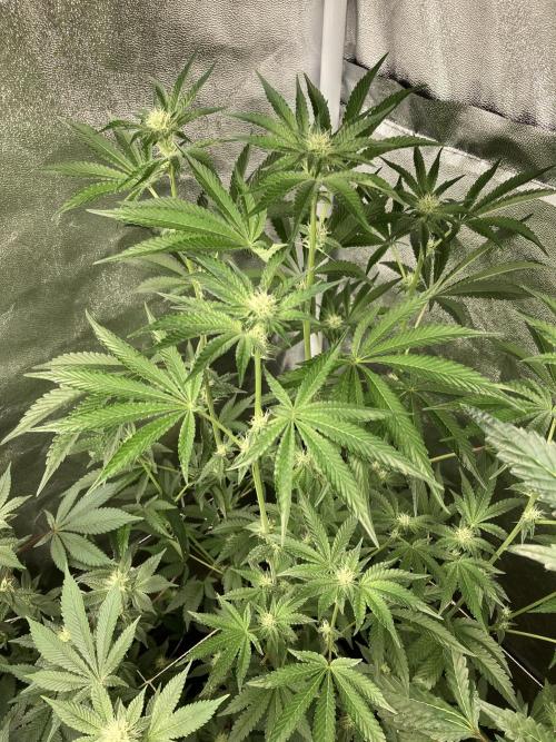 All Starz (LIT FARMS). Week 10