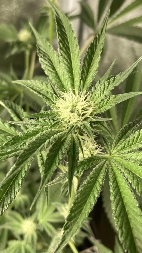 All Starz (LIT FARMS). Week 10