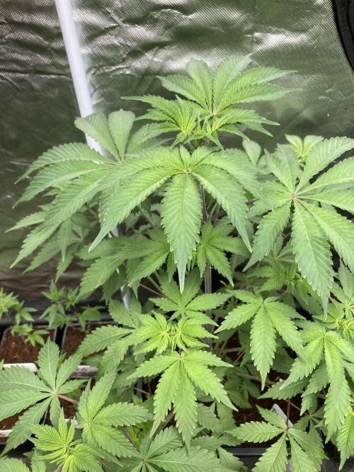 Trich Beast (Solfire Gardens). Week 7