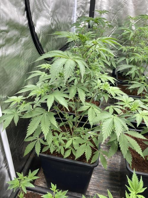 Trich Beast (Solfire Gardens). Week 7