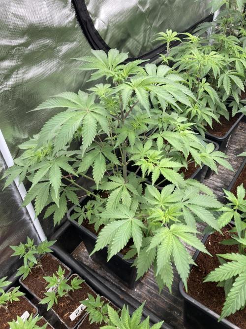 Trich Beast (Solfire Gardens). Week 7