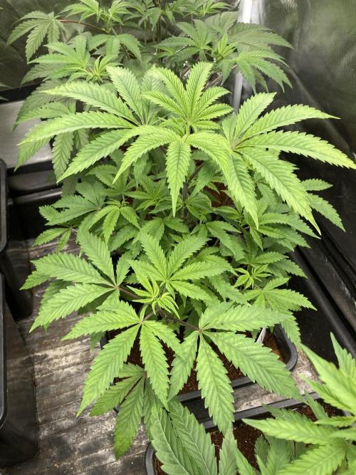 Gastini (LIT Farms). Week 7