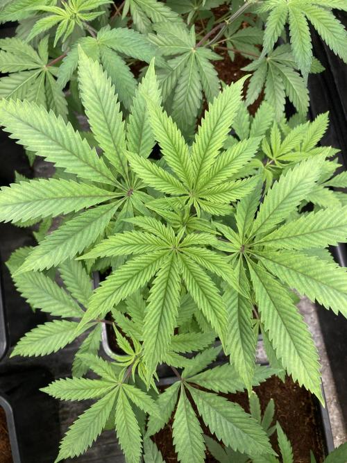 Gastini (LIT Farms). Week 7