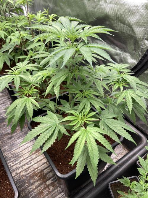 BTY47 x Manna Mountain (ttowncultivator). Week 6