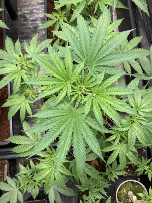 BTY47 x Manna Mountain (ttowncultivator). Week 6