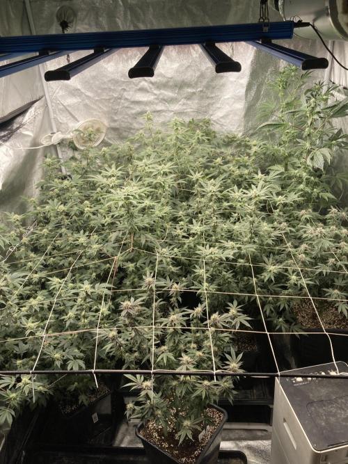 PLATINUMZ#2&3 Clones (In House Genetics). Week 5