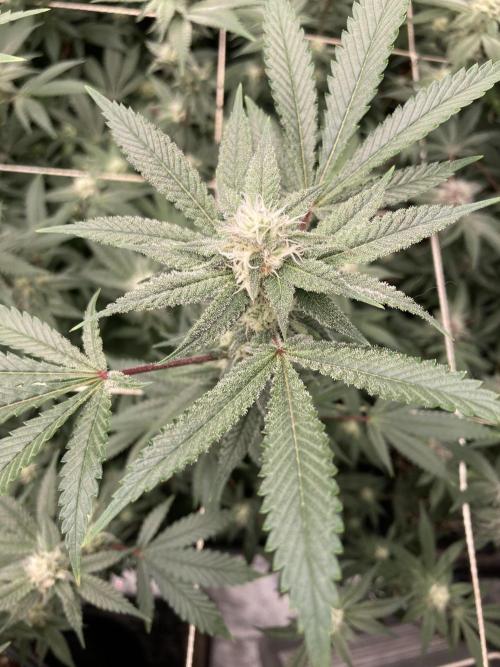 PLATINUMZ#2&3 Clones (In House Genetics). Week 5