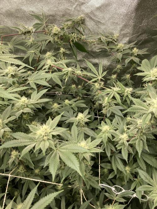 PLATINUMZ#2&3 Clones (In House Genetics). Week 5