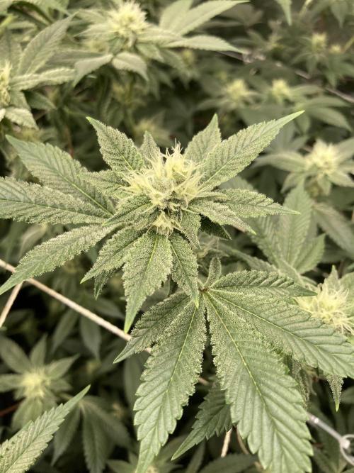 PLATINUMZ#2&3 Clones (In House Genetics). Week 5