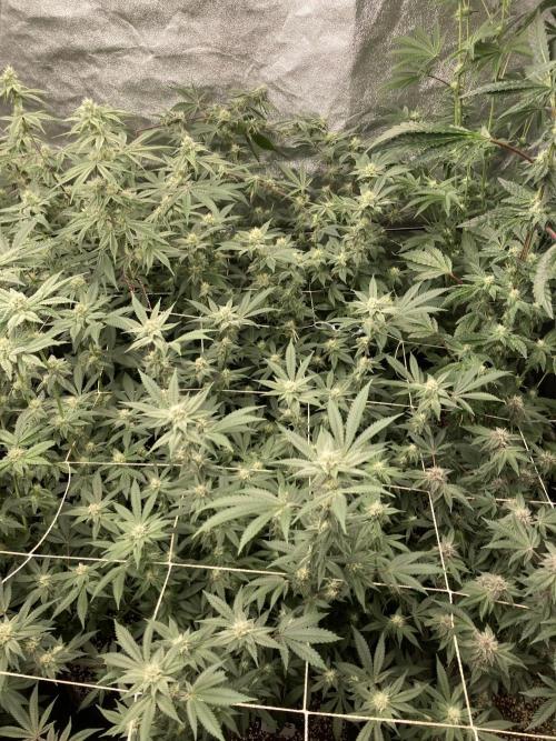 PLATINUMZ#2&3 Clones (In House Genetics). Week 5