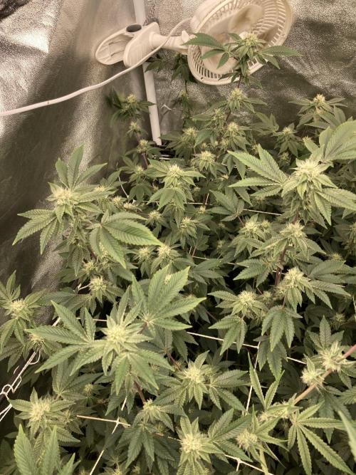 Rainbow Gelato Clones (Wizard Trees). Week 5