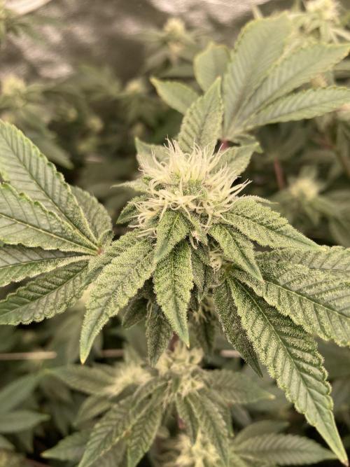 Rainbow Gelato Clones (Wizard Trees). Week 5