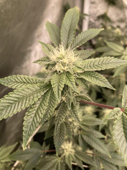 Rainbow Gelato Clones (Wizard Trees). Week 5