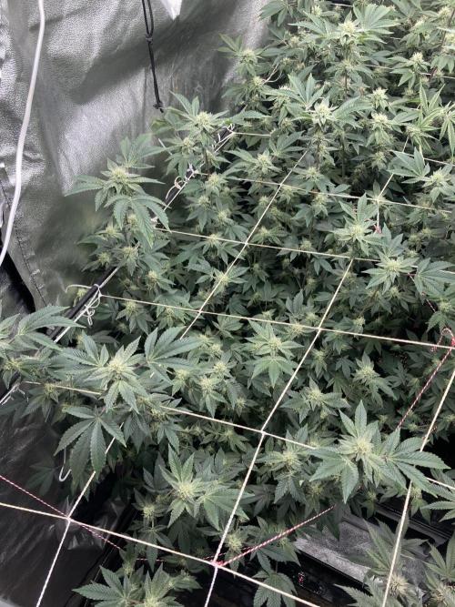 Rainbow Gelato Clones (Wizard Trees). Week 5