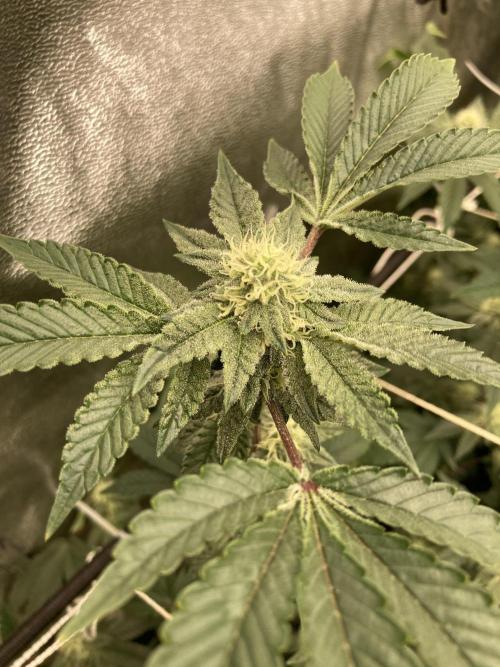 Rainbow Gelato Clones (Wizard Trees). Week 5