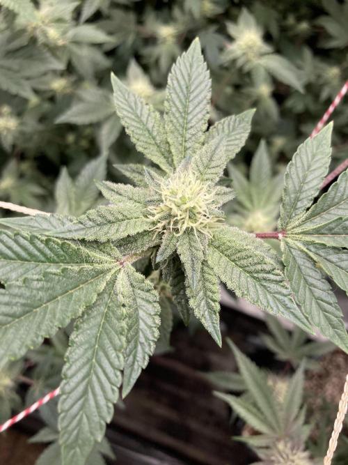 Rainbow Gelato Clones (Wizard Trees). Week 5