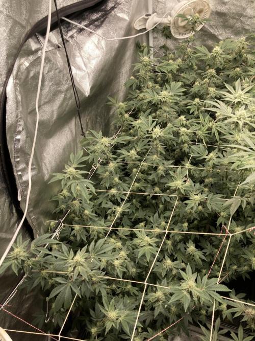 Rainbow Gelato Clones (Wizard Trees). Week 5