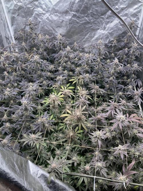 Animorph Mints ‘My Keeper Cut’. Week 10