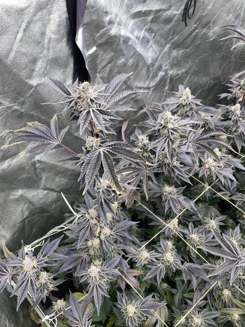 Animorph Mints ‘My Keeper Cut’. Week 10