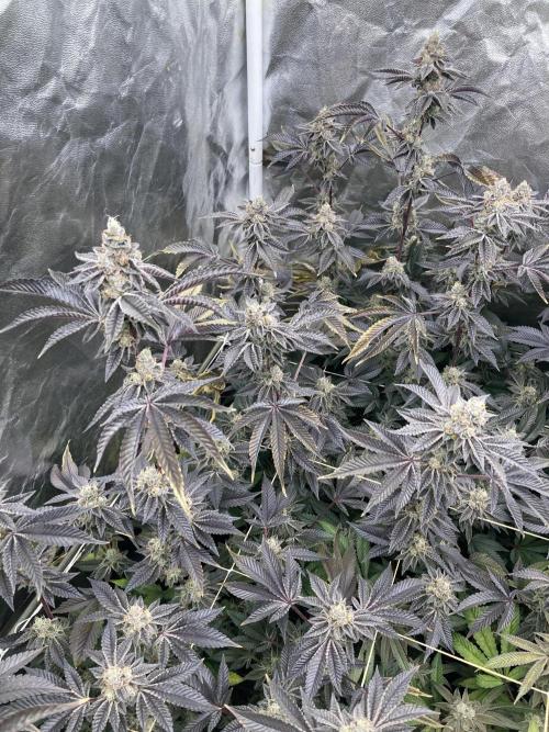 Animorph Mints ‘My Keeper Cut’. Week 10