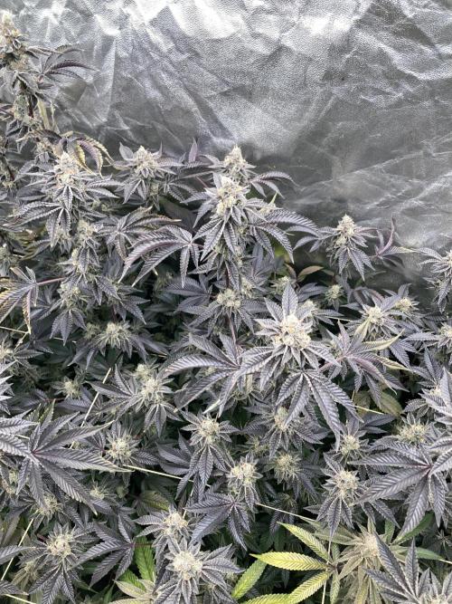 Animorph Mints ‘My Keeper Cut’. Week 10