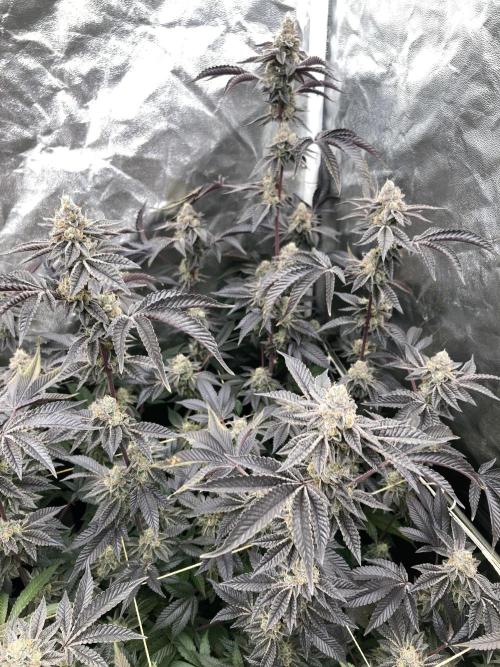 Animorph Mints ‘My Keeper Cut’. Week 10