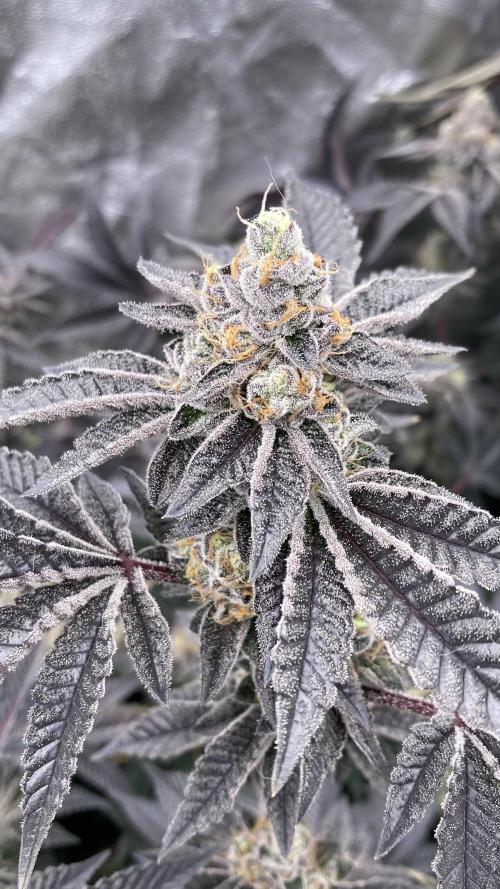 Animorph Mints ‘My Keeper Cut’. Week 10